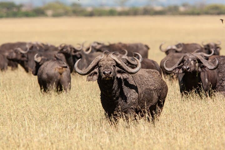 3-Day Serengeti and Ngorongoro Midrange Safari from Arusha photo 4