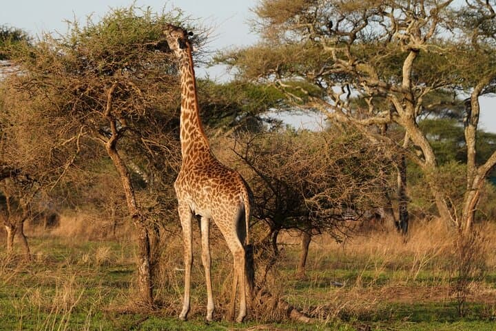 3-Day Serengeti and Ngorongoro Midrange Safari from Arusha photo 5