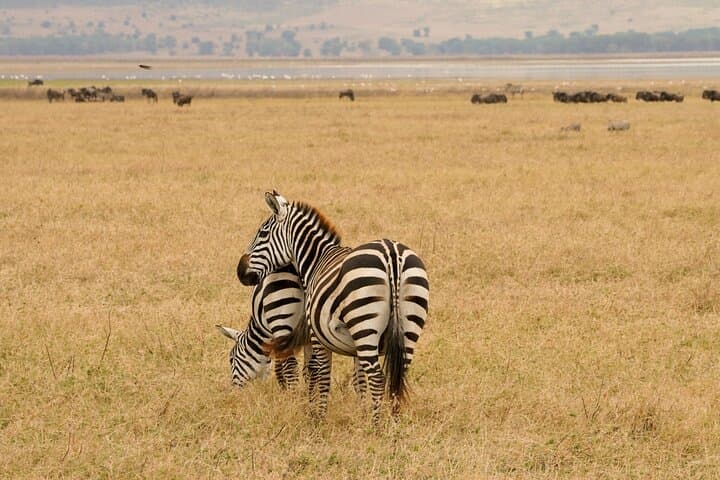 3-Day Serengeti and Ngorongoro Midrange Safari from Arusha photo 6