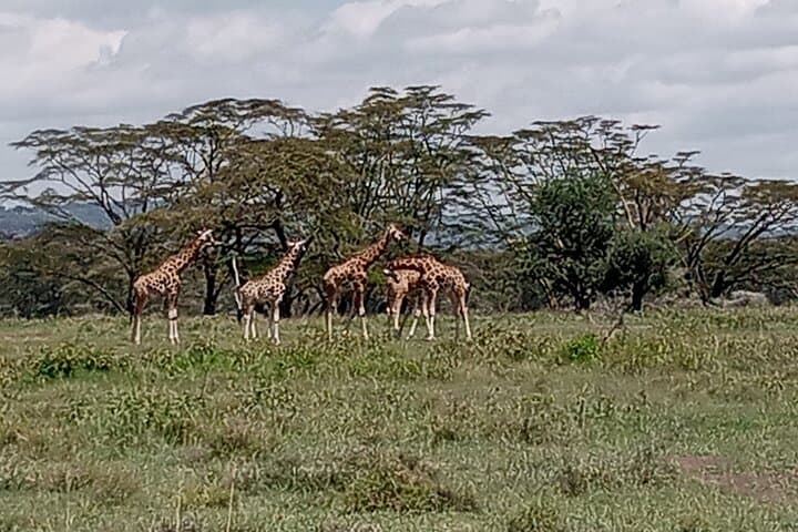 Morning Game Drive at Nairobi National Park: City Safari for Lions, Rhinos & Skyline Views photo 3