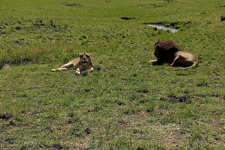 Morning Game Drive at Nairobi National Park: City Safari for Lions, Rhinos & Skyline Views