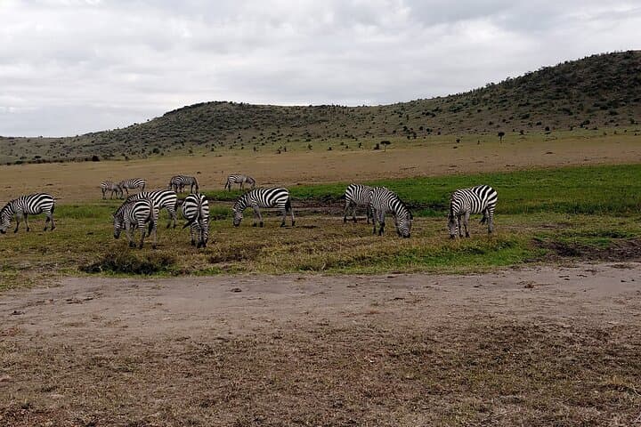 Morning Game Drive at Nairobi National Park: City Safari for Lions, Rhinos & Skyline Views photo 2