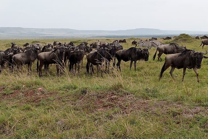Morning Game Drive at Nairobi National Park: City Safari for Lions, Rhinos & Skyline Views photo 4