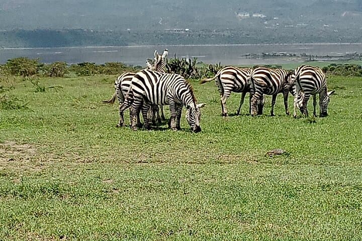 Morning Game Drive at Nairobi National Park: City Safari for Lions, Rhinos & Skyline Views photo 5