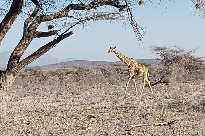 Morning Game Drive at Nairobi National Park: City Safari for Lions, Rhinos & Skyline Views photo 6