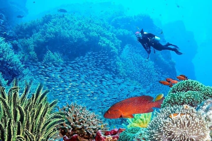 Tiran Island Cruise & Intro Dive from Sharm El Sheikh — Snorkel Pristine Reefs photo 2