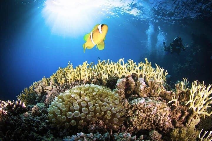 Tiran Island Cruise & Intro Dive from Sharm El Sheikh — Snorkel Pristine Reefs photo 6
