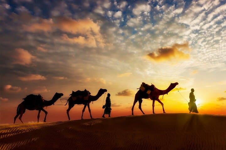Agadir Sunset Camel Ride and BBQ Dinner: Eucalyptus Trails and Flamingo Views