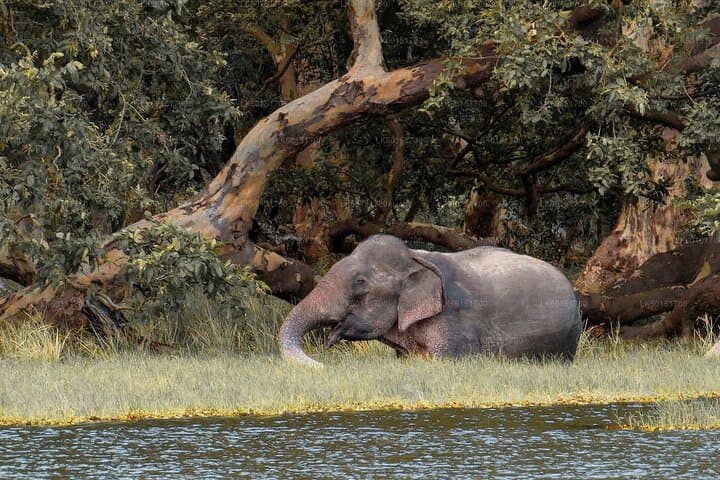Wilpattu National Park Safari from Trincomalee: Full-Day Jeep Safari to See Leopards & Elephants photo 3
