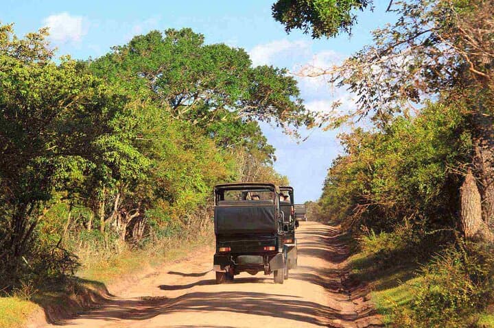 Wilpattu National Park Safari from Trincomalee: Full-Day Jeep Safari to See Leopards & Elephants photo 4