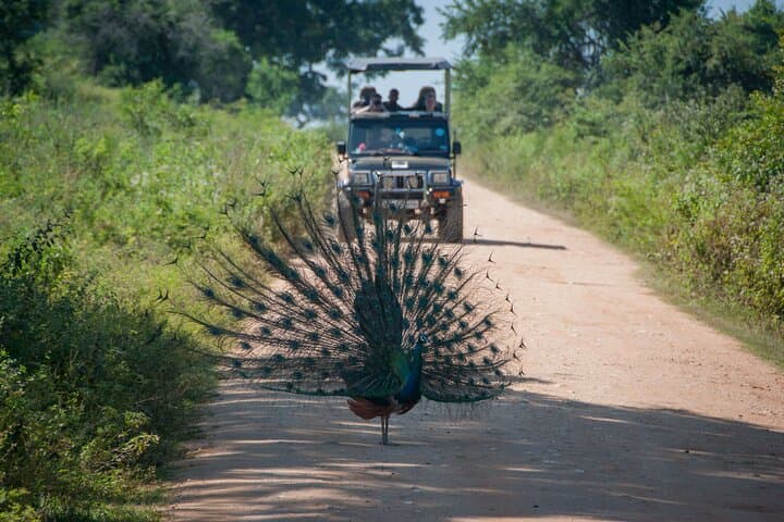 Wilpattu National Park Safari from Trincomalee: Full-Day Jeep Safari to See Leopards & Elephants photo 5