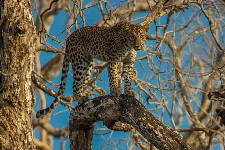 Wilpattu National Park Safari from Trincomalee: Full-Day Jeep Safari to See Leopards & Elephants photo 6