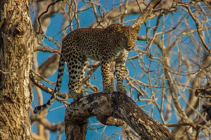 Wilpattu Private Safari: Leopards, Willus & Wide Open Plains from Sigiriya