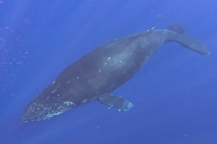 Kona Small-Group Humpback Whale Watching from Honokohau Harbor photo 6