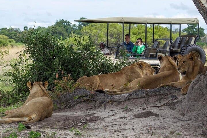 Day Safari from Cape Town: Private Big Five Game Reserve Experience photo 4