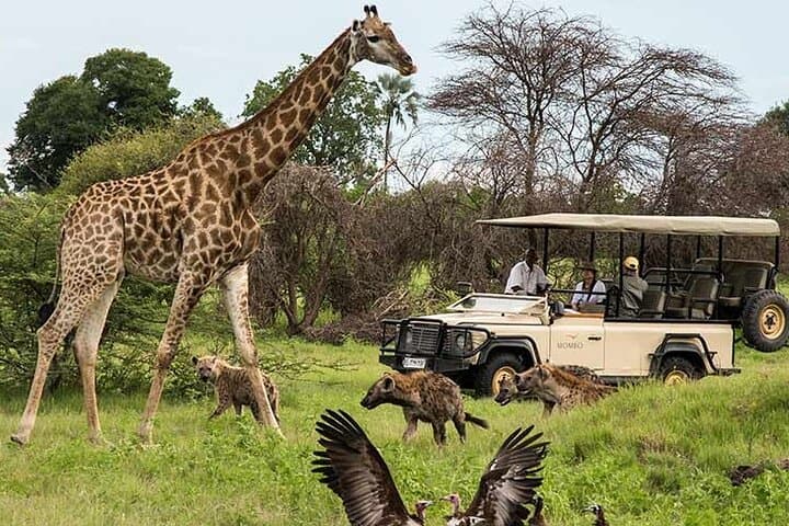 Cape Town Half-Day Big Five Safari: A Day Trip to See Africa's Iconic Wildlife photo 1