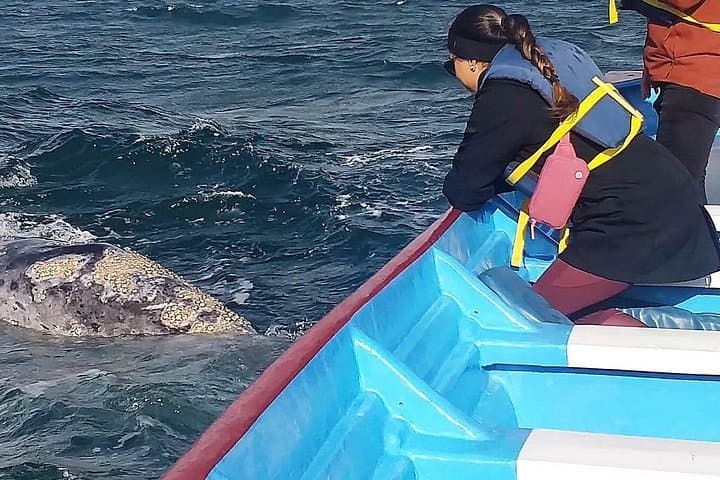 Gray Whale Watching in Bahía Magdalena from Loreto — Meet Moms & Calves photo 2