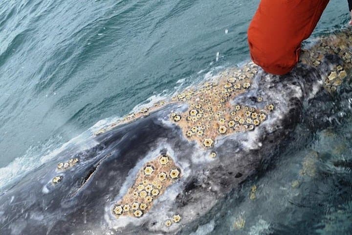 Gray Whale Watching in Bahía Magdalena from Loreto — Meet Moms & Calves photo 3