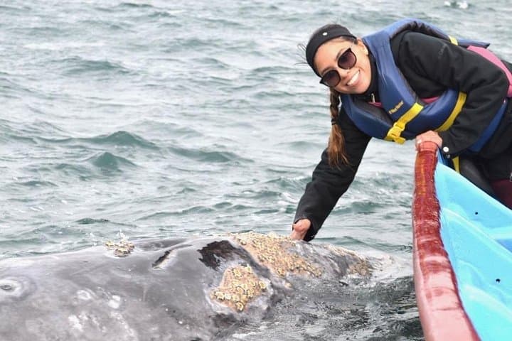 Gray Whale Watching in Bahía Magdalena from Loreto — Meet Moms & Calves photo 4