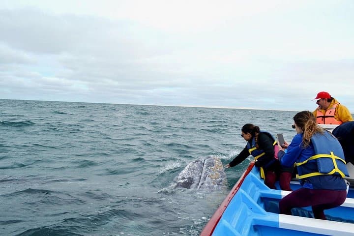 Gray Whale Watching in Bahía Magdalena from Loreto — Meet Moms & Calves photo 5