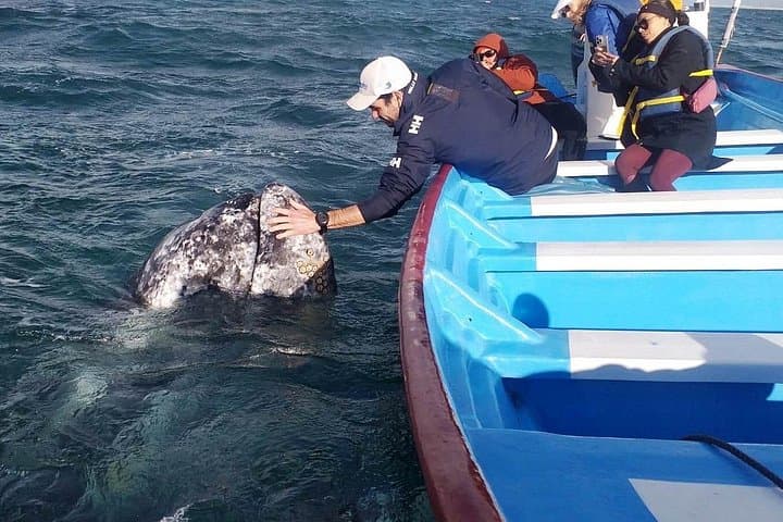 Gray Whale Watching in Bahía Magdalena from Loreto — Meet Moms & Calves photo 6