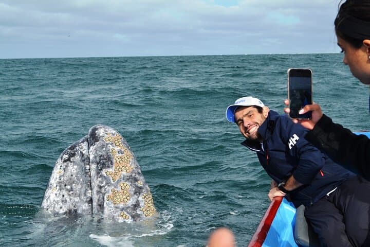 Gray Whale Watching in Bahía Magdalena from Loreto — Meet Moms & Calves