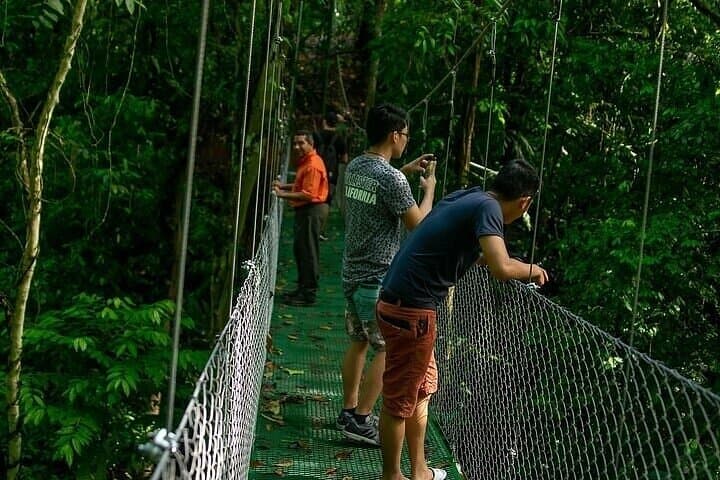 Rainforest Skywalk & Zipline Adventure — Canopy Tour from Puerto Limón, Costa Rica photo 2