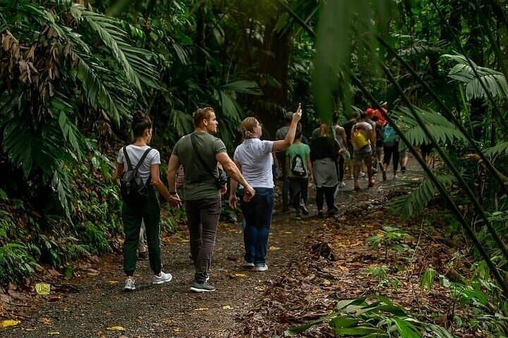 Rainforest Skywalk & Zipline Adventure — Canopy Tour from Puerto Limón, Costa Rica photo 4