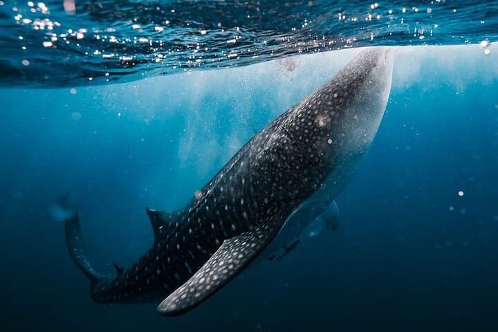Whale Shark Adventure: 2-Day Sumbawa Whale Shark Snorkel from Lombok photo 1