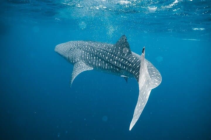 Whale Shark Adventure: 2-Day Sumbawa Whale Shark Snorkel from Lombok photo 2