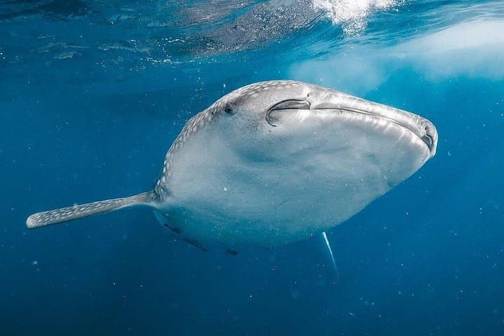 Whale Shark Adventure: 2-Day Sumbawa Whale Shark Snorkel from Lombok photo 3