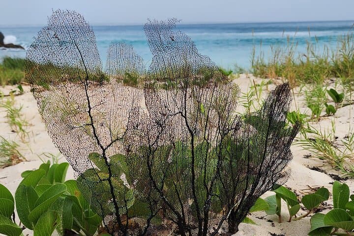 Sunrise Hike to Petite Cayes: Anse Marcel Coastal Trail photo 3