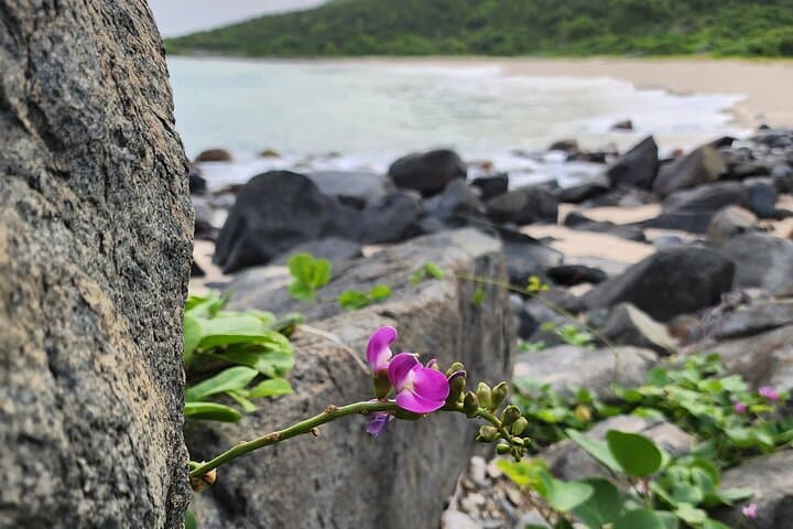 Sunrise Hike to Petite Cayes: Anse Marcel Coastal Trail photo 6