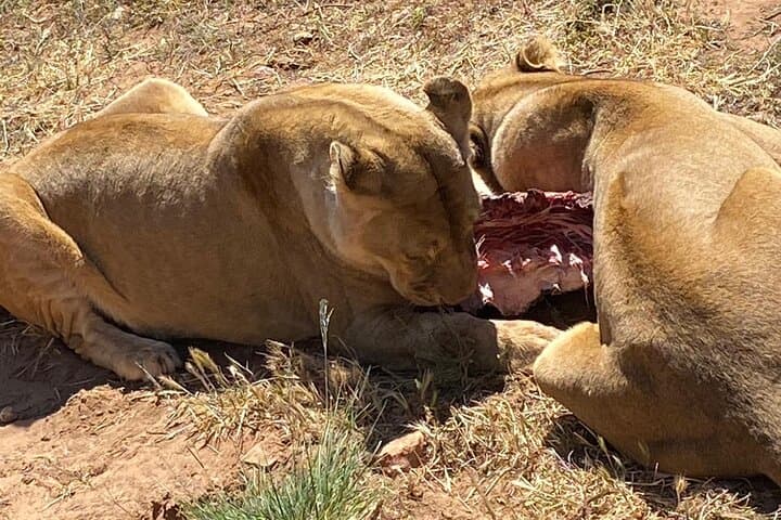 Aquila Game Reserve Big 5 Safari — Full-Day Wildlife Experience from Cape Town photo 2