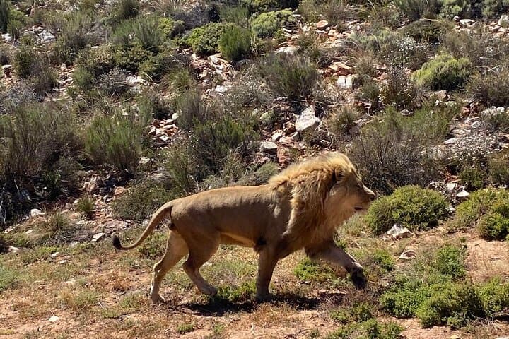 Aquila Private Game Reserve Sunset Safari from Cape Town — Big Five Game Drive photo 1