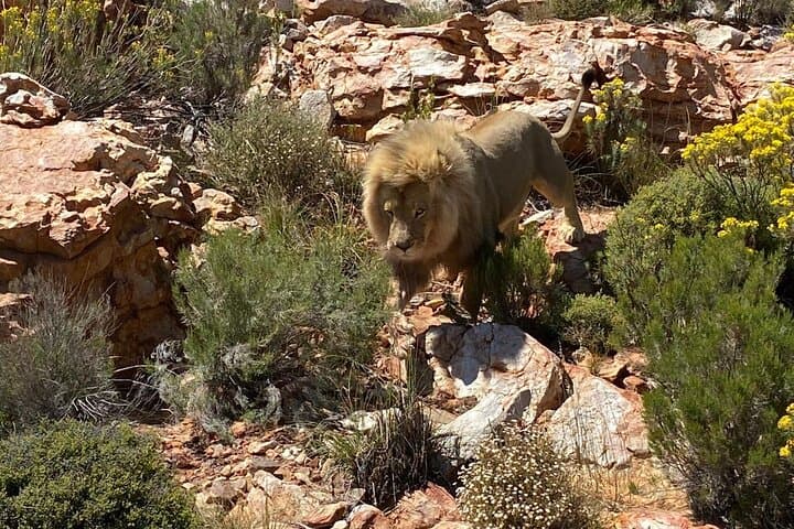 Aquila Game Reserve Full-Day Big Five Safari from Cape Town