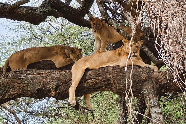 Lake Manyara Day Safari from Arusha: Wildlife, Forest, and Flamingos photo 2