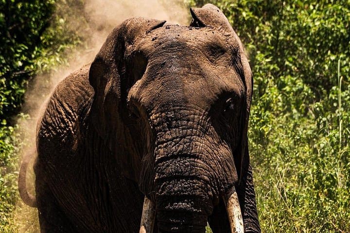 Lake Manyara Day Safari from Arusha: Wildlife, Forest, and Flamingos photo 4