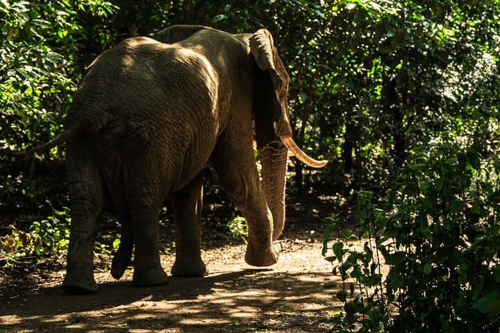 2-Day Tarangire & Lake Manyara Safari from Zanzibar — Flights Included photo 2