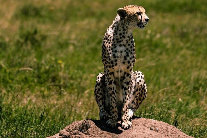 3-Day Serengeti Safari from Zanzibar — Fly to Seronera & Stay at Ikoma Lodge photo 4