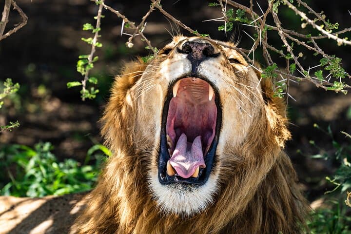 3-Day Serengeti Safari from Zanzibar — Fly to Seronera & Stay at Ikoma Lodge photo 2