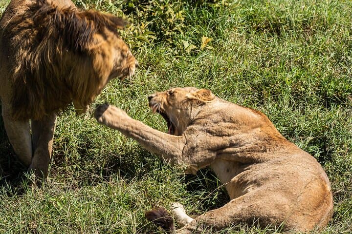 3-Day Serengeti Safari from Zanzibar — Fly to Seronera & Stay at Ikoma Lodge photo 5