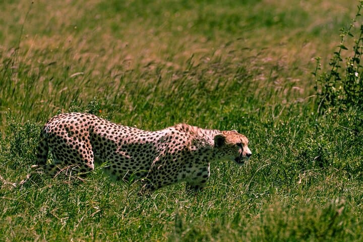 3-Day Serengeti Safari from Zanzibar — Fly to Seronera & Stay at Ikoma Lodge photo 3