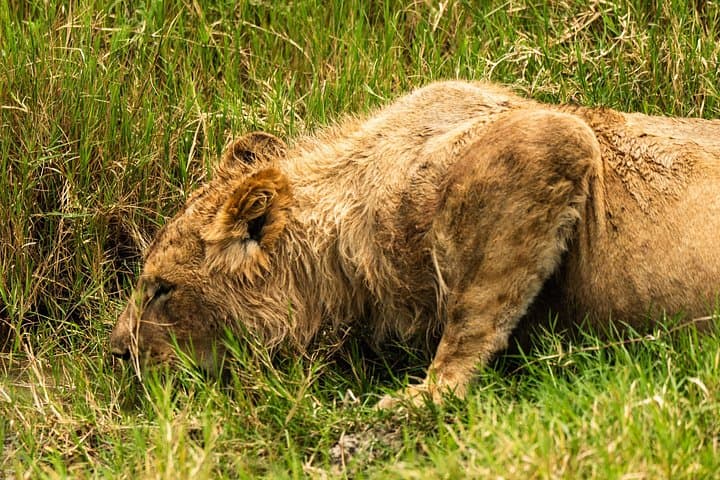 5-Day Valleys and Highlands Safari from Arusha: Tarangire, Manyara & Ngorongoro photo 2