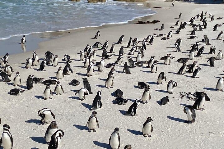 Cape of Good Hope & Boulders Beach Penguin Tour — Day Trip from Cape Town