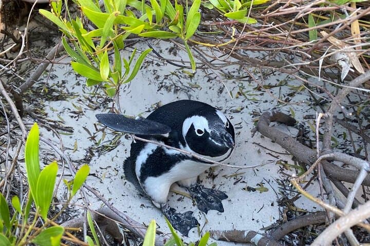 Boulders Beach Penguins and Table Mountain Half-Day Tour: Cape Town Wildlife & Views photo 2