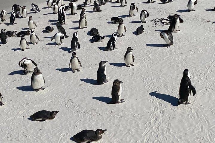 Cape of Good Hope & Boulders Beach Penguin Tour — Day Trip from Cape Town photo 4