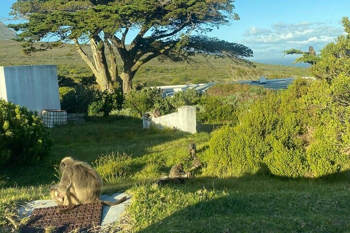 Cape of Good Hope & Boulders Beach Penguin Tour — Day Trip from Cape Town photo 5