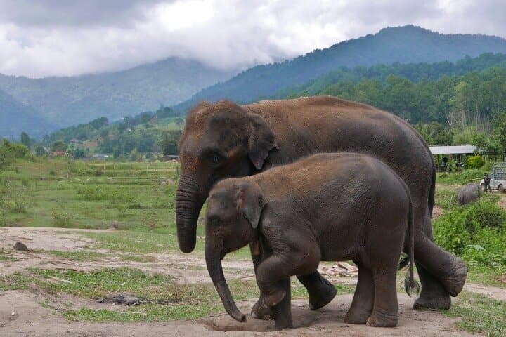Chiang Mai ATV & Ethical Elephant Sanctuary: 2-Day Dome Glamping Adventure photo 3