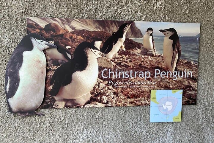 Cape of Good Hope & Boulders Beach Penguin Tour — Day Trip from Cape Town photo 2